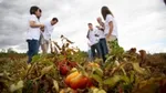 Unilever’s sustainability team meet with tomato farmers at the site of a regenerative agriculture project in Spain.