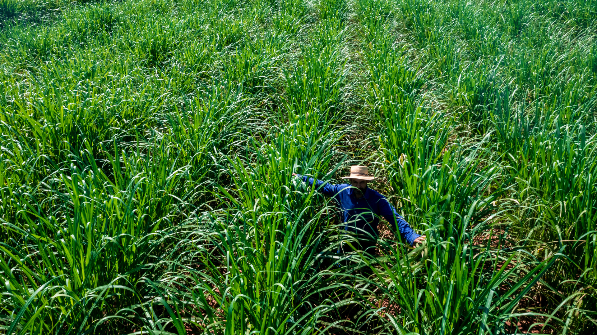 Farmer walking through field of energy cane plants which are as tall as he is. Energy cane is a variety of sugar cane.