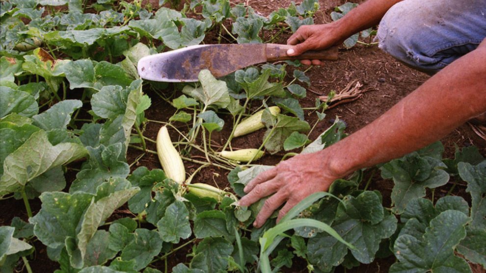 A farmer's hands holding a reap whilst kneeling