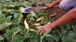 A farmer's hands holding a reap whilst kneeling