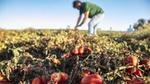 Farmer in a green t-shirt and jeans tending to the crops in a tomato field.