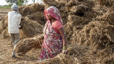Two Indian rice farmers tidy bales of waste from their crop which can be used as a feedstock for chemicals.
