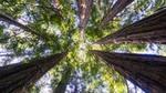 An aerial photo of a forest of green tree-tops.